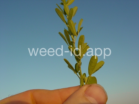 lespedeza, sericea
